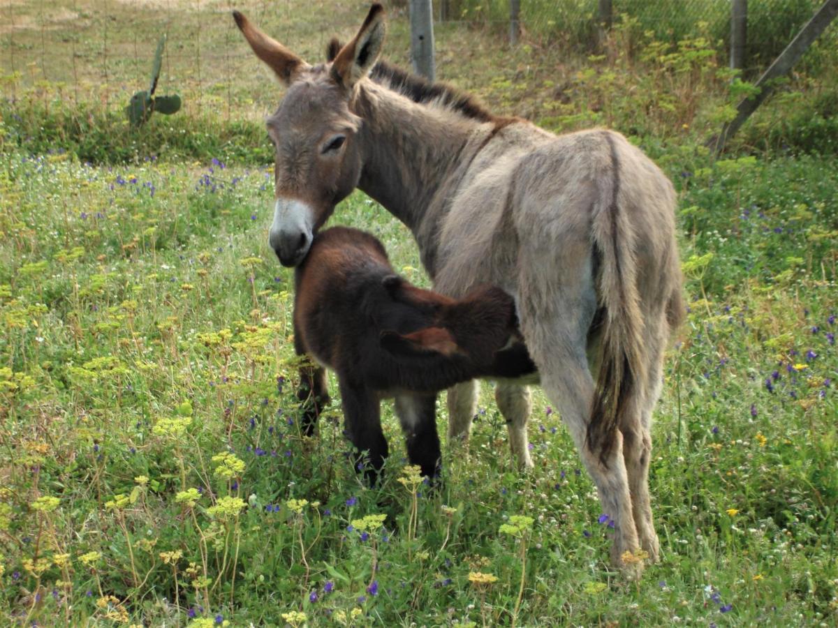 Agriturismo Lu Branu Arzachena Luaran gambar